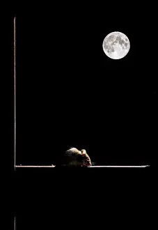 Frames: Wood Mouse in the frame of a window and the moon