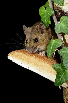 Wood mouse - on fungus