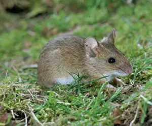 Sylvaticus: Wood MOUSE - on grass