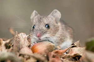 Hazelnuts: Wood Mouse - with hazelnut