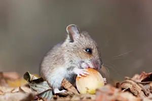 Hazelnuts: Wood Mouse - with hazelnut