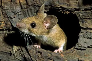 Sylvaticus: Wood Mouse - in hole in tree trunk