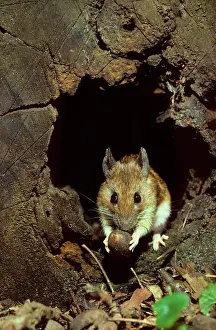 Sylvaticus: Wood mouse in hollow tree with hazelnut at night