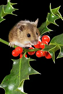 Berries: Wood mouse - with holly berries
