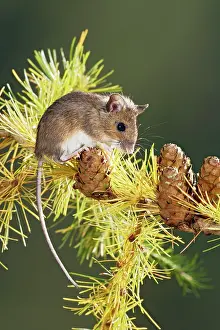 Sylvaticus: Wood mouse - on larch twig