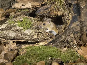 030518: Wood mouse - long tailed field mouse - at entrance