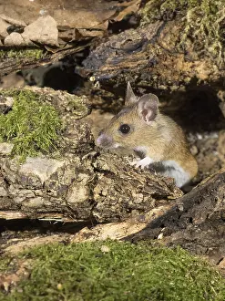030518: Wood mouse - long tailed field mouse - at entrance