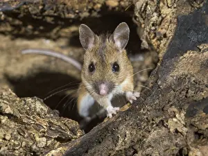 030518: Wood mouse - long tailed field mouse - UK