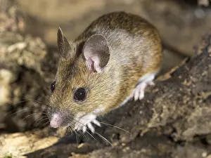 030518: Wood mouse - long tailed field mouse - UK