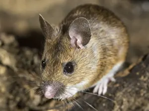 030518: Wood mouse - long tailed field mouse - UK