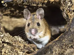 030518: Wood mouse - long tailed field mouse - UK