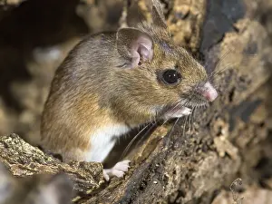 030518: Wood mouse - long tailed field mouse - UK