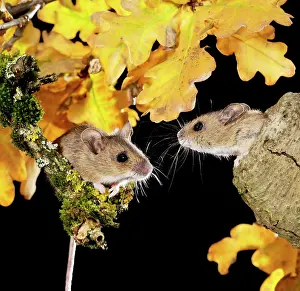 Greeting: Wood mouse - two by nest hole in tree