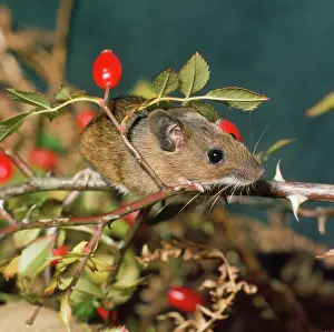 Sylvaticus: WOOD MOUSE ON ROSEHIP TWIG