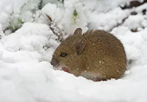 Sylvaticus: Wood mouse - searching for food in snow - side view