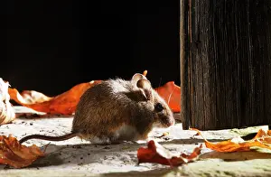 Door: Wood mouse - by shed door