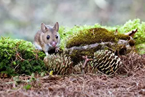 Sylvaticus: Wood Mouse - Single juvenile on moss covered rock
