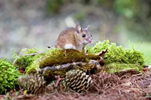 Sylvaticus: Wood Mouse - Single juvenile on moss covered rock