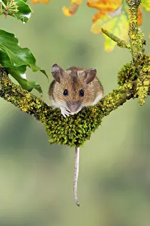 Wood mouse - front view