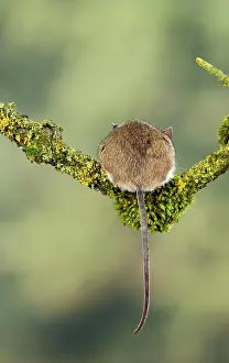 Hanging: Wood mouse - back view with tail hanging over branch