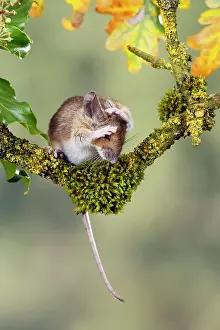 Cleaning: Wood mouse - washing