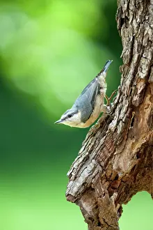 Neves: Wood Nuthatch