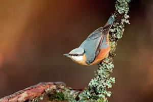 Nuthatches: Wood Nuthatch (Sitta europaea) on a branch, Ardennes