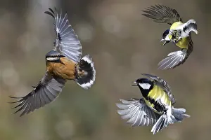 Aggressiveness: Wood Nuthatch (Sitta europaea) stifled by great