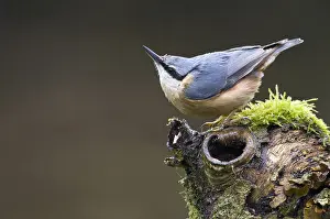 Sitta: Wood Nuthatch (Sitta europaea) on a tree stump
