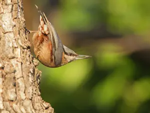 Sitta: Wood Nuthatch (Sitta europaea) on a trunk