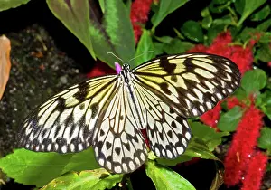 Nymph: Wood Nymph Butterfly