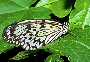 Nymph: Wood Nymph Butterfly