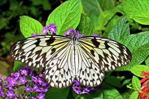 Nymph: Wood Nymph Butterfly