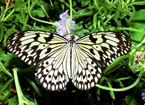 Nymph: Wood Nymph Butterfly