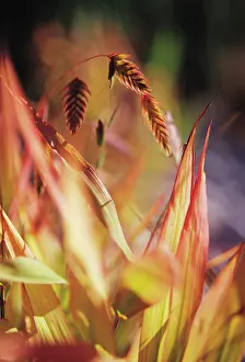 Latifolium: Wood Oats