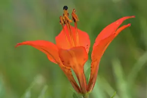 Steffen & Alexandra Sailer: Wood / Philadelphia / Prairie / Western Red Lily
