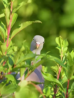 170821: Wood Pidgeon looking through leaves