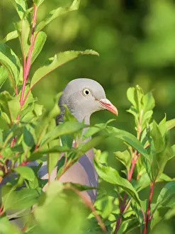 170821: Wood Pidgeon looking through leaves