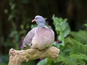 170821: Wood Pidgeon on tree stump