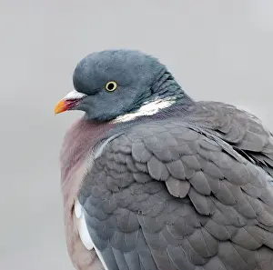 Palumbus: Wood Pigeon