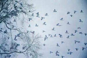 Palumbus: Wood Pigeon
