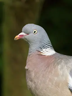 Geoff Du Feu: Wood Pigeon