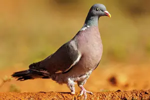 Au Sol: WOOD PIGEON