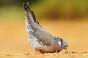Penalajo: WOOD PIGEON