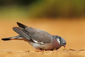 Penalajo: WOOD PIGEON