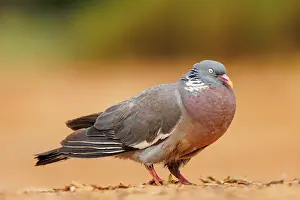 Penalajo: WOOD PIGEON