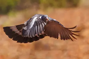 Penalajo: WOOD PIGEON