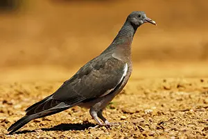 Jeune: WOOD PIGEON