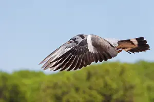 Penalajo: WOOD PIGEON