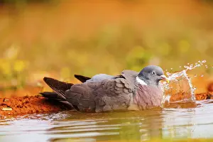 Bain: WOOD PIGEON